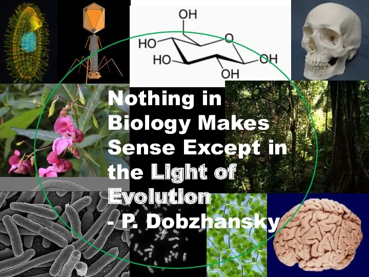 Nothing in Biology Makes Sense Except in the Light of Evolution - P. Dobzhansky