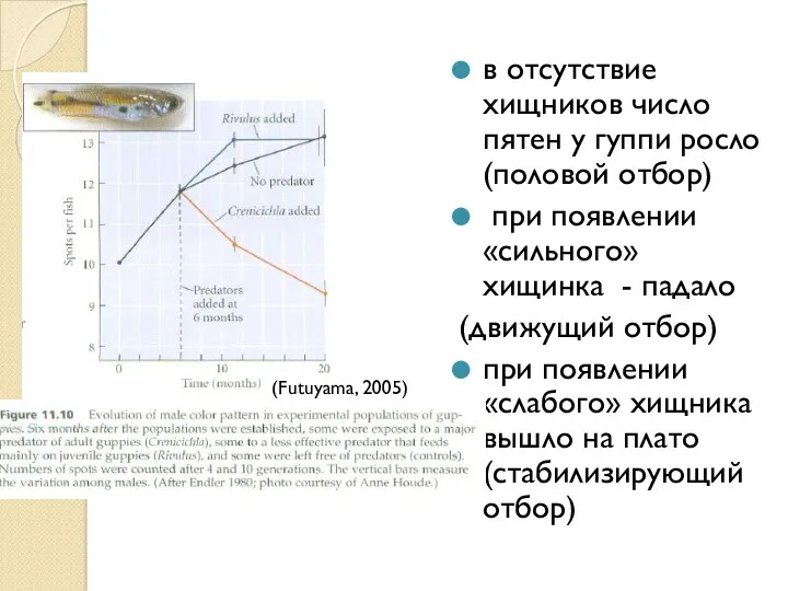 в отсутствие хищников число пятен у гуппи росло (половой отбор)