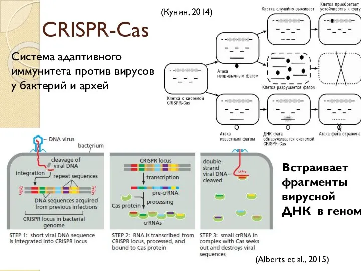 CRISPR-Cas Система адаптивного иммунитета против вирусов у бактерий и архей