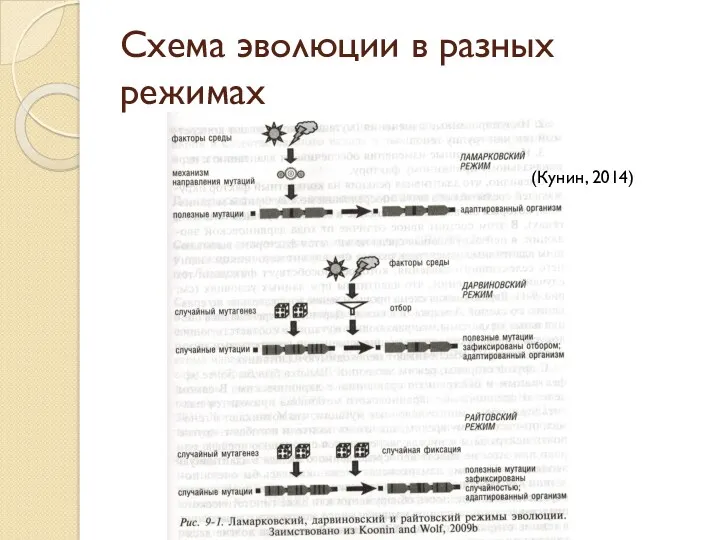 Схема эволюции в разных режимах (Кунин, 2014)