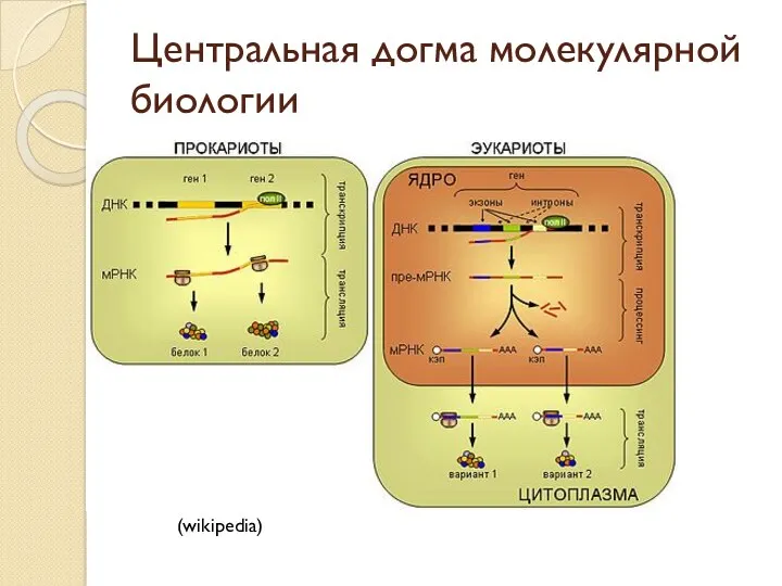 Центральная догма молекулярной биологии (wikipedia)