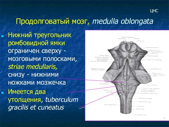 Продолговатый мозг, medulla oblongata Нижний треугольник ромбовидной ямки ограничен сверху