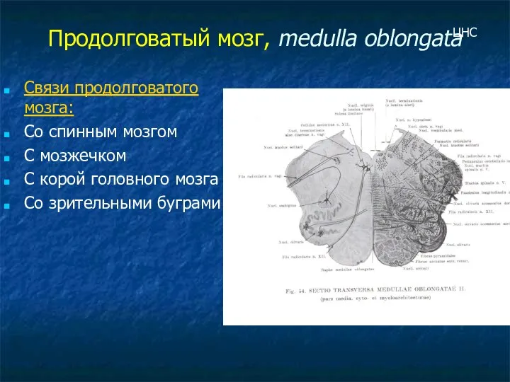 Продолговатый мозг, medulla oblongata Связи продолговатого мозга: Со спинным мозгом