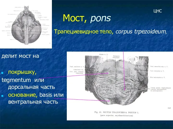 Мост, pons делит мост на покрышку, tegmentum или дорсальная часть
