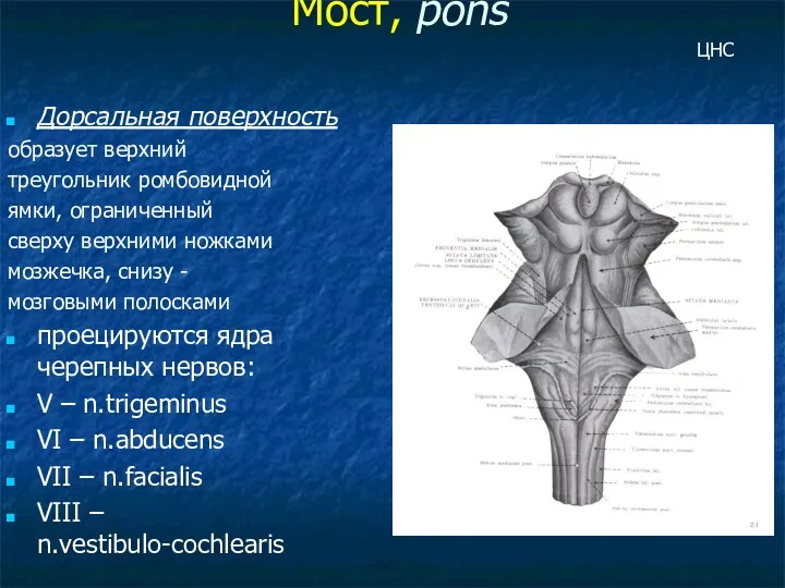 Мост, pons Дорсальная поверхность образует верхний треугольник ромбовидной ямки, ограниченный