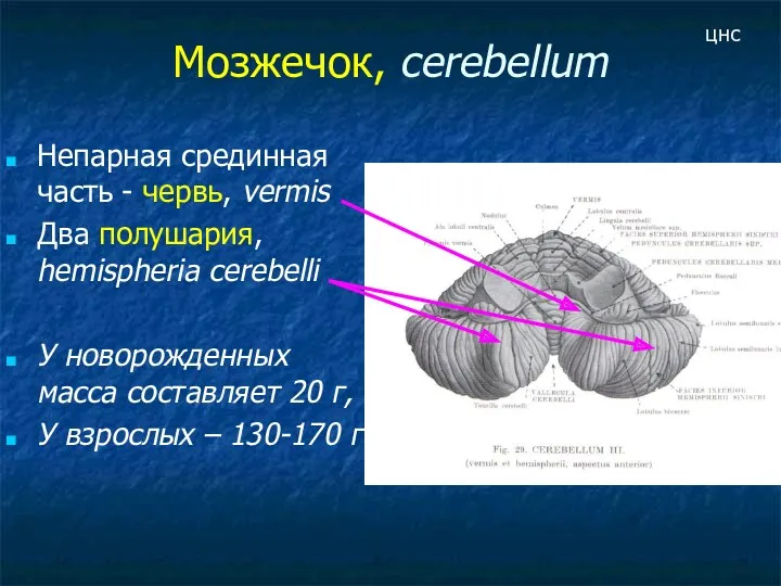 Мозжечок, cerebellum Непарная срединная часть - червь, vermis Два полушария,