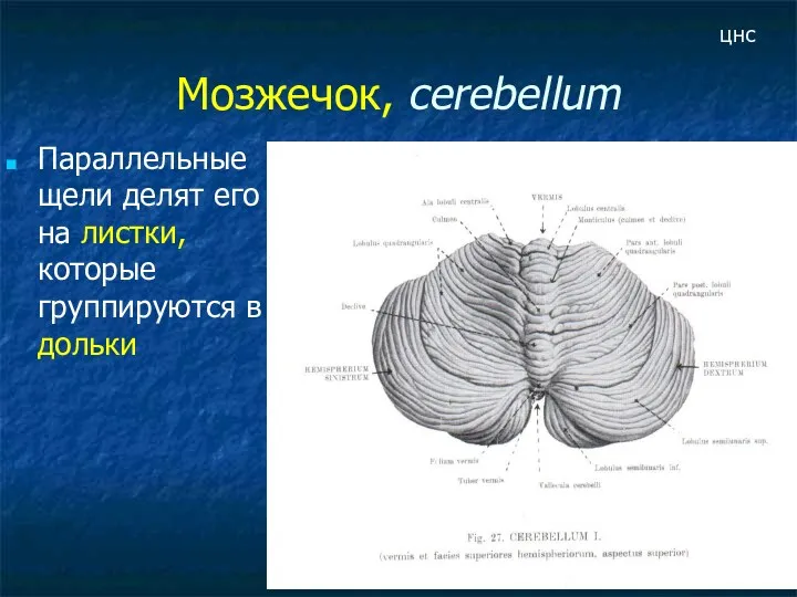 Мозжечок, cerebellum Параллельные щели делят его на листки, которые группируются в дольки цнс