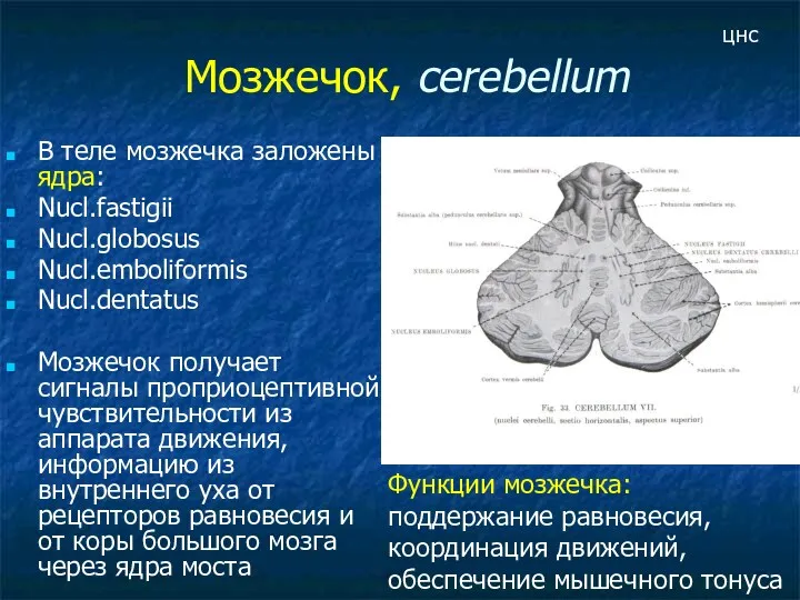 Мозжечок, cerebellum В теле мозжечка заложены ядра: Nucl.fastigii Nucl.globosus Nucl.emboliformis