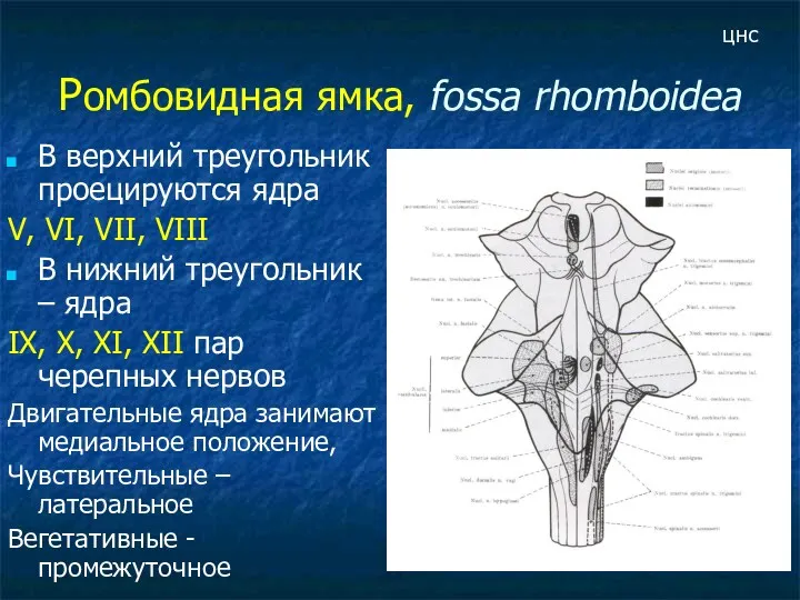 Ромбовидная ямка, fossa rhomboidea В верхний треугольник проецируются ядра V,