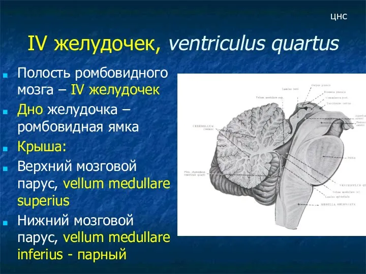 IV желудочек, ventriculus quartus Полость ромбовидного мозга – IV желудочек