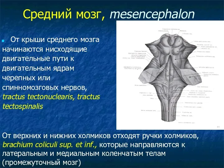 Средний мозг, mesencephalon От крыши среднего мозга начинаются нисходящие двигательные