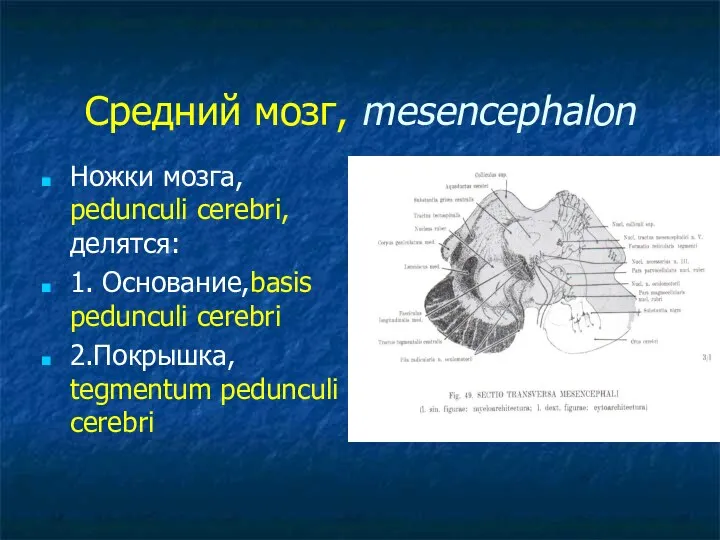 Средний мозг, mesencephalon Ножки мозга, pedunculi cerebri, делятся: 1. Основание,basis pedunculi cerebri 2.Покрышка, tegmentum pedunculi cerebri