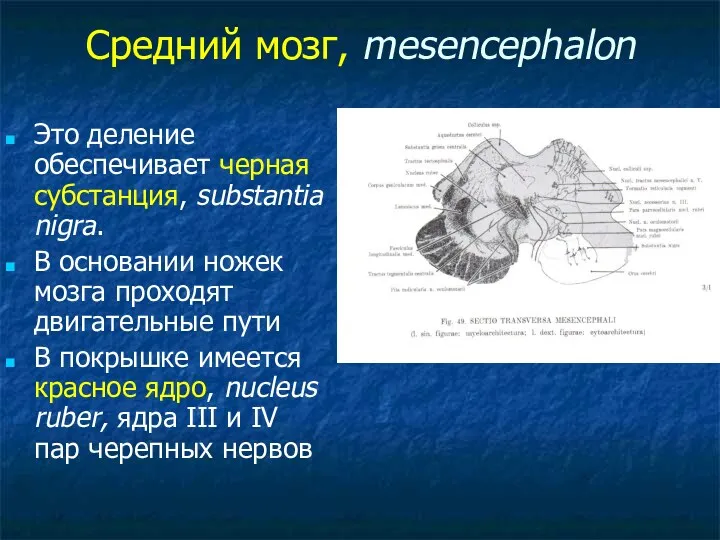 Средний мозг, mesencephalon Это деление обеспечивает черная субстанция, substantia nigra.