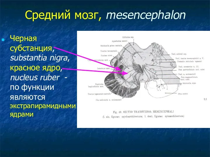 Средний мозг, mesencephalon Черная субстанция, substantia nigra, красное ядро, nucleus