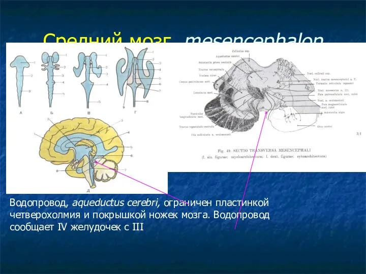 Средний мозг, mesencephalon Водопровод, aqueductus cerebri, ограничен пластинкой четверохолмия и