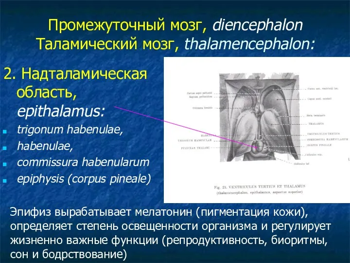 Промежуточный мозг, diencephalon Таламический мозг, thalamencephalon: 2. Надталамическая область, epithalamus: