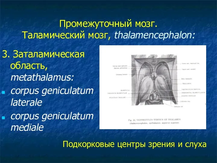 Промежуточный мозг. Таламический мозг, thalamencephalon: 3. Заталамическая область, metathalamus: corpus