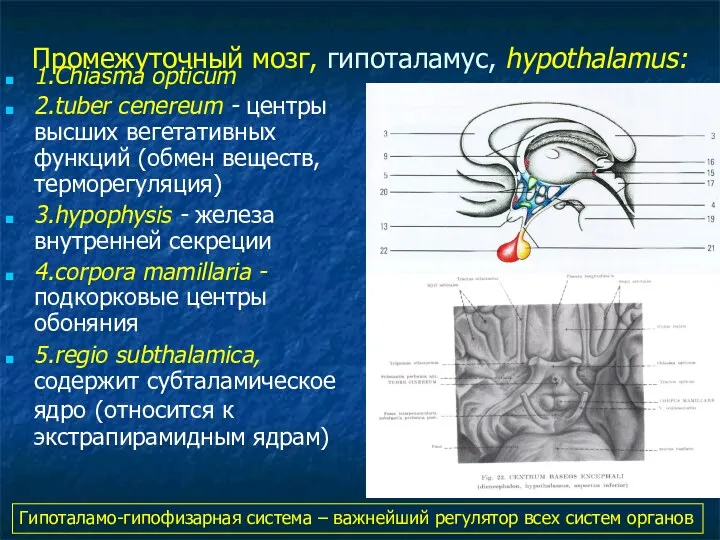 Промежуточный мозг, гипоталамус, hypothalamus: 1.Chiasma opticum 2.tuber cenereum - центры