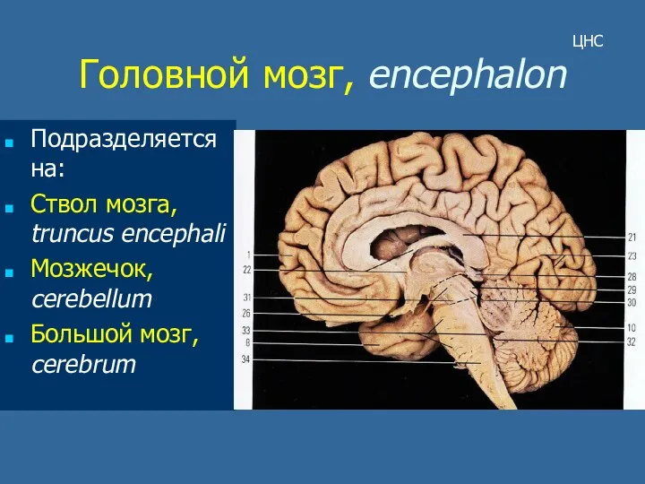 Головной мозг, encephalon Подразделяется на: Ствол мозга, truncus encephali Мозжечок, cerebellum Большой мозг, cerebrum ЦНС
