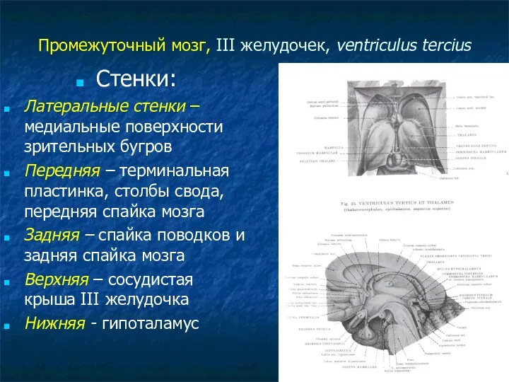 Промежуточный мозг, III желудочек, ventriculus tercius Стенки: Латеральные стенки –