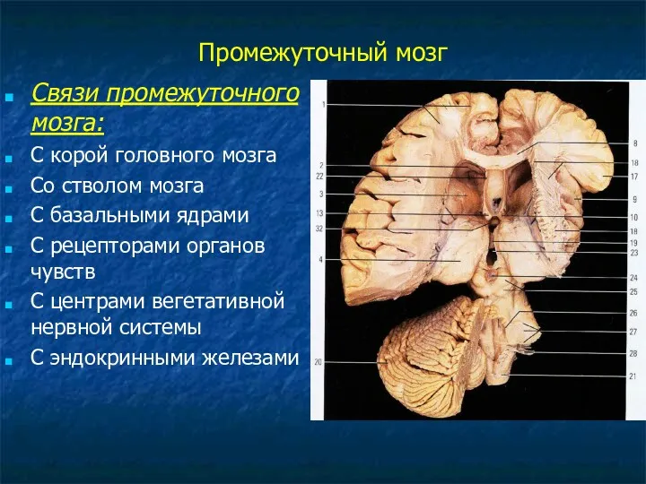 Промежуточный мозг Связи промежуточного мозга: С корой головного мозга Со