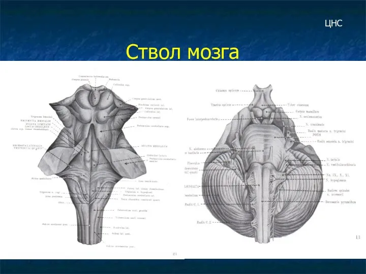 Ствол мозга ЦНС