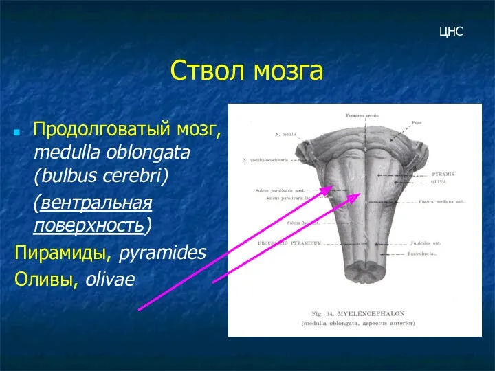 Ствол мозга Продолговатый мозг, medulla oblongata (bulbus cerebri) (вентральная поверхность) Пирамиды, pyramides Оливы, olivae ЦНС