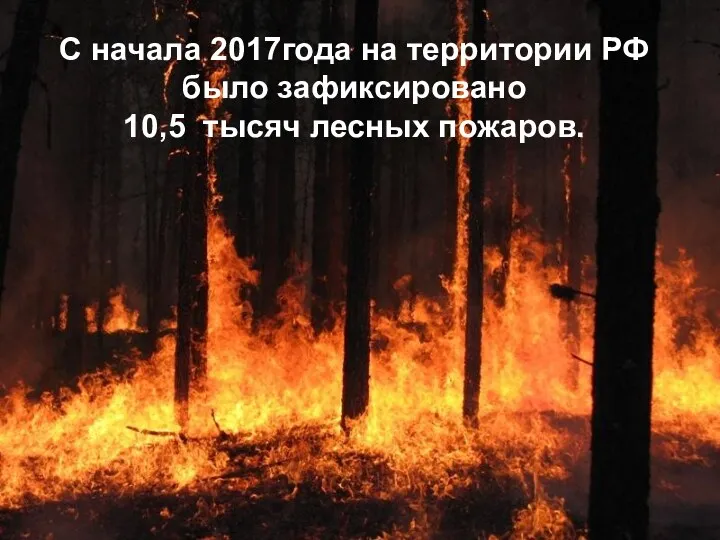 С начала 2017года на территории РФ было зафиксировано 10,5 тысяч лесных пожаров.