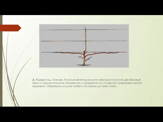 3. Первый год, осенью. В конце вегетационного периода опустите две