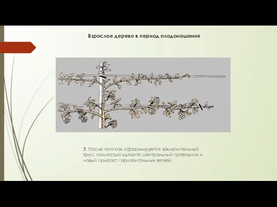 Взрослое дерево в период плодоношения 7. После того как сформируется