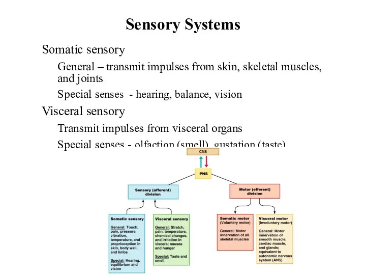 Sensory Systems Somatic sensory General – transmit impulses from skin,