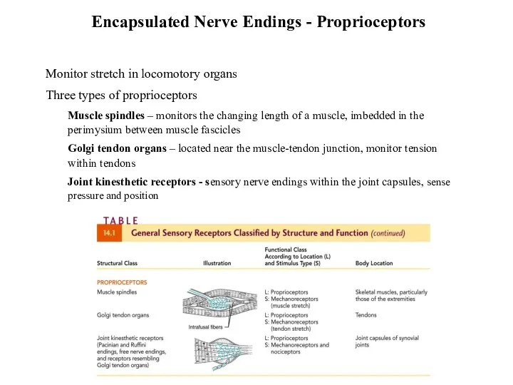 Encapsulated Nerve Endings - Proprioceptors Monitor stretch in locomotory organs