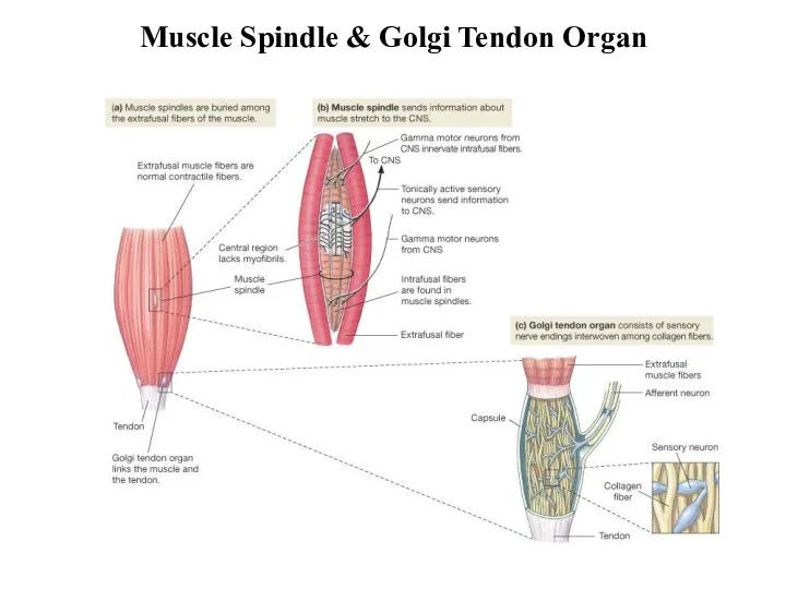 Muscle Spindle & Golgi Tendon Organ