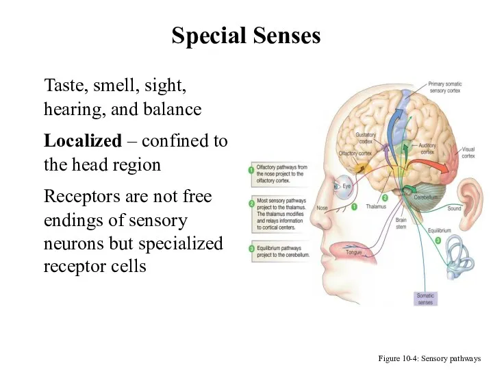 Special Senses Figure 10-4: Sensory pathways Taste, smell, sight, hearing,
