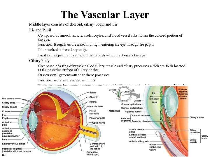 The Vascular Layer Middle layer consists of choroid, ciliary body,