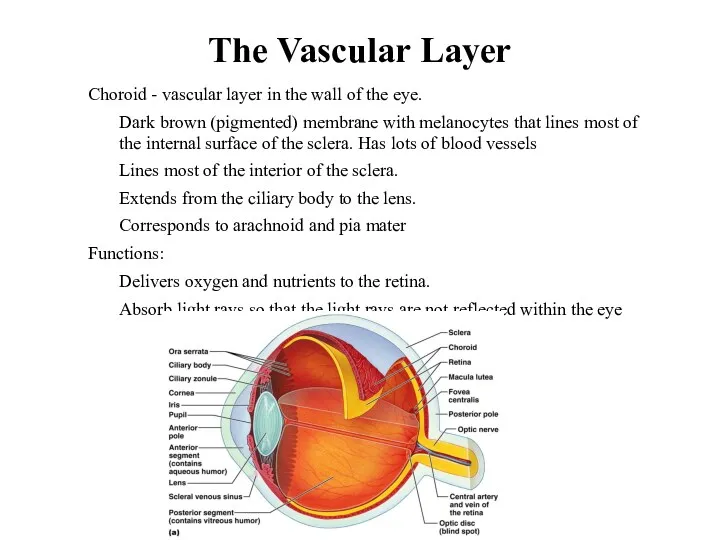The Vascular Layer Choroid - vascular layer in the wall
