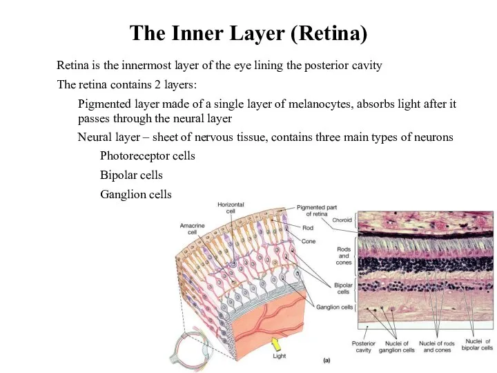 The Inner Layer (Retina) Retina is the innermost layer of