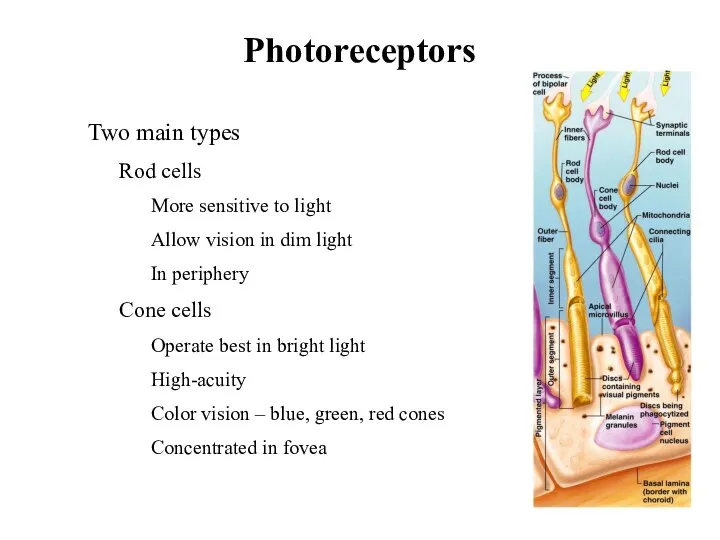 Photoreceptors Two main types Rod cells More sensitive to light