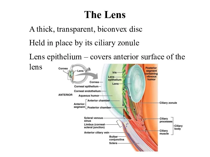 The Lens A thick, transparent, biconvex disc Held in place