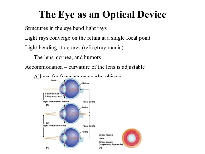 The Eye as an Optical Device Structures in the eye