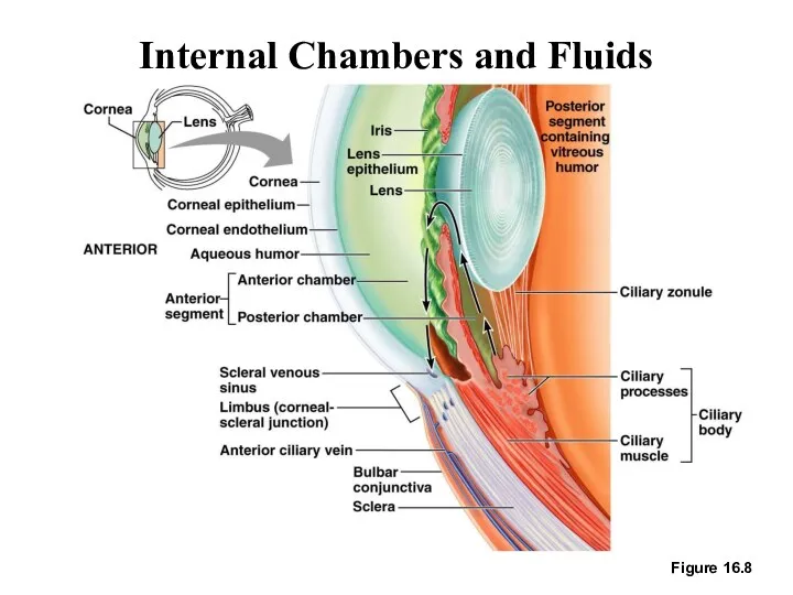 Internal Chambers and Fluids Figure 16.8