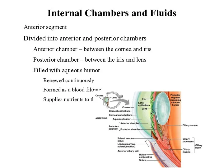 Internal Chambers and Fluids Anterior segment Divided into anterior and