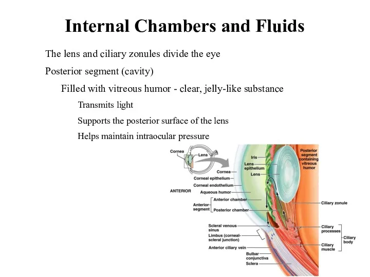 Internal Chambers and Fluids The lens and ciliary zonules divide