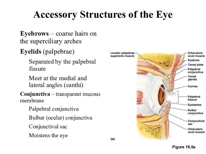 Accessory Structures of the Eye Eyebrows – coarse hairs on