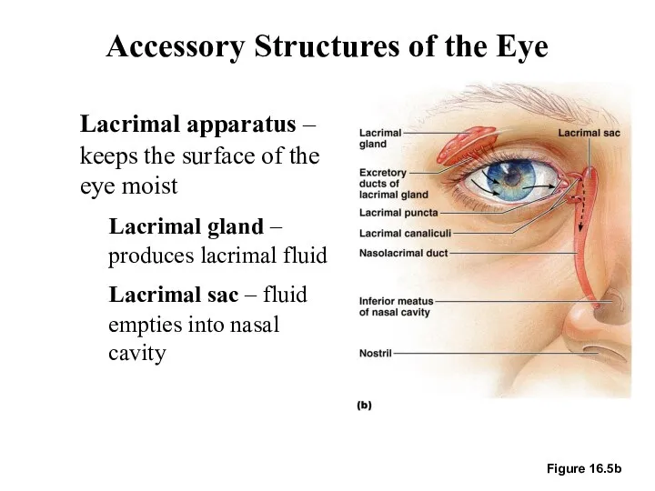 Accessory Structures of the Eye Lacrimal apparatus – keeps the
