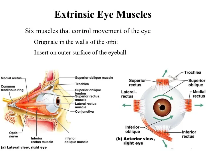Extrinsic Eye Muscles Figure 16.6a, b Six muscles that control