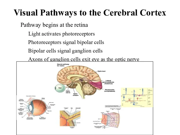 Visual Pathways to the Cerebral Cortex Pathway begins at the