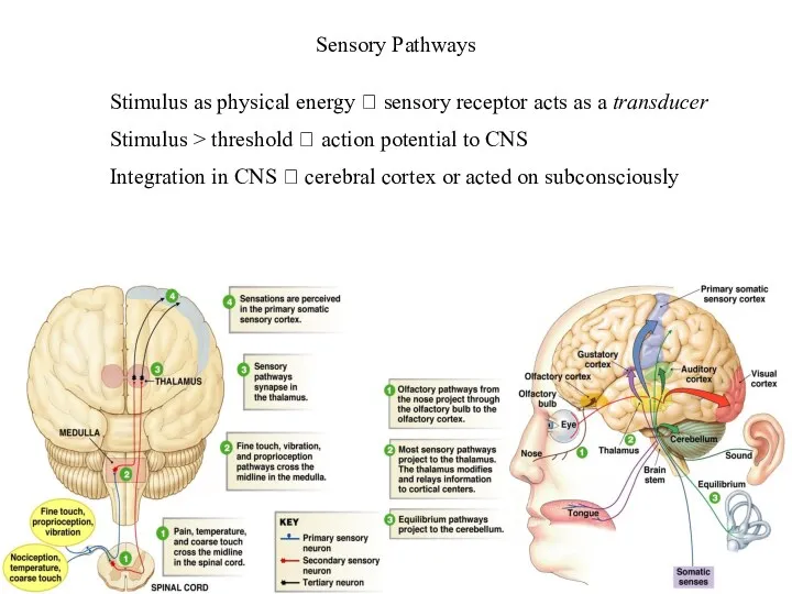 Sensory Pathways Stimulus as physical energy ? sensory receptor acts