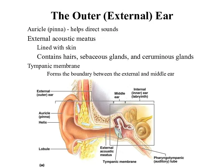 The Outer (External) Ear Auricle (pinna) - helps direct sounds