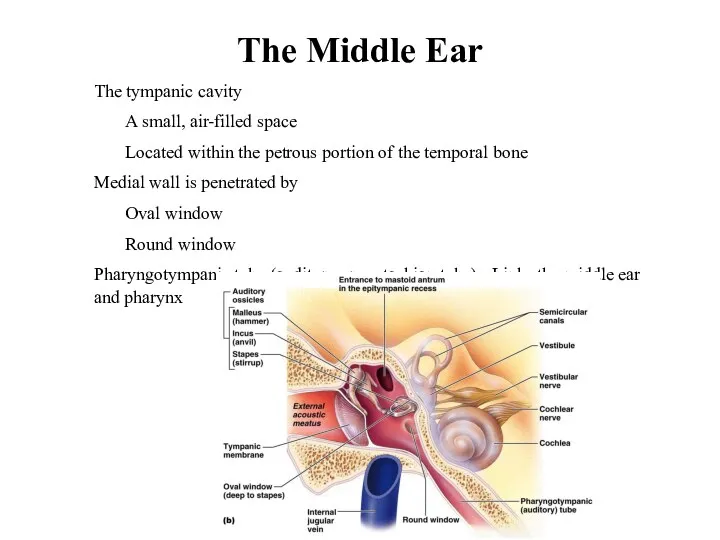 The Middle Ear The tympanic cavity A small, air-filled space